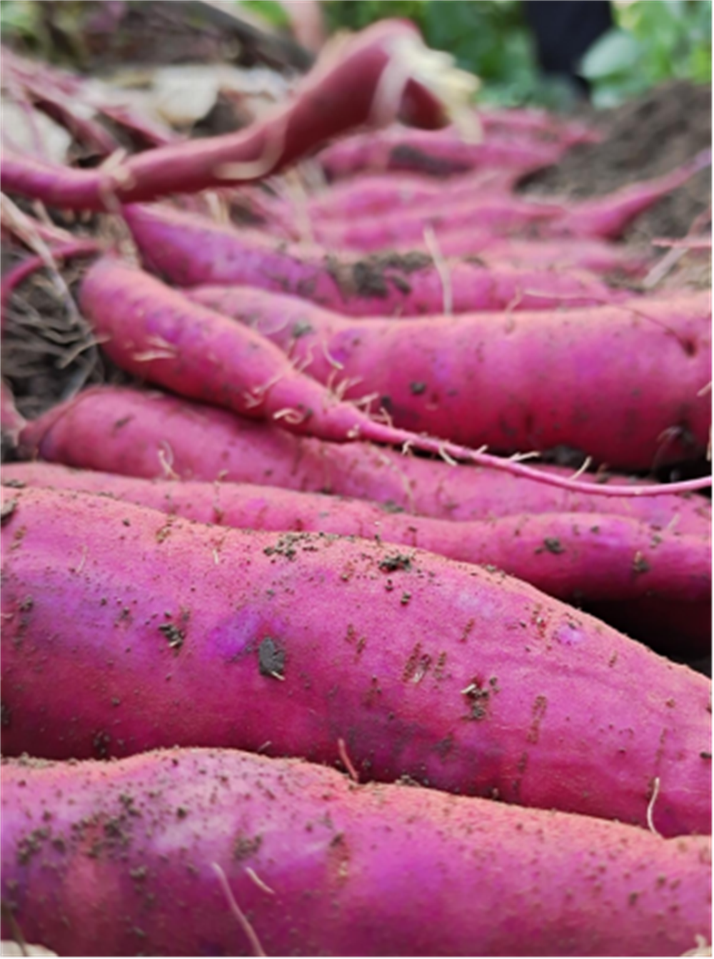 EVO����(�й���)��Ѷ����