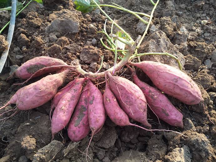 EVO����(�й���)��Ѷ����